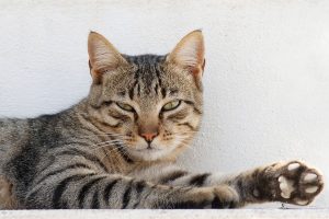 How to Keep Your Cat Calm When You Leave?