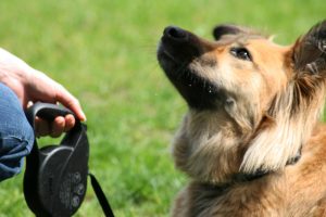 Mastering The Art Of Dog Training: 10 Proven Techniques for Effective Puppy Training